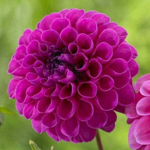 Boom Boom  Purple